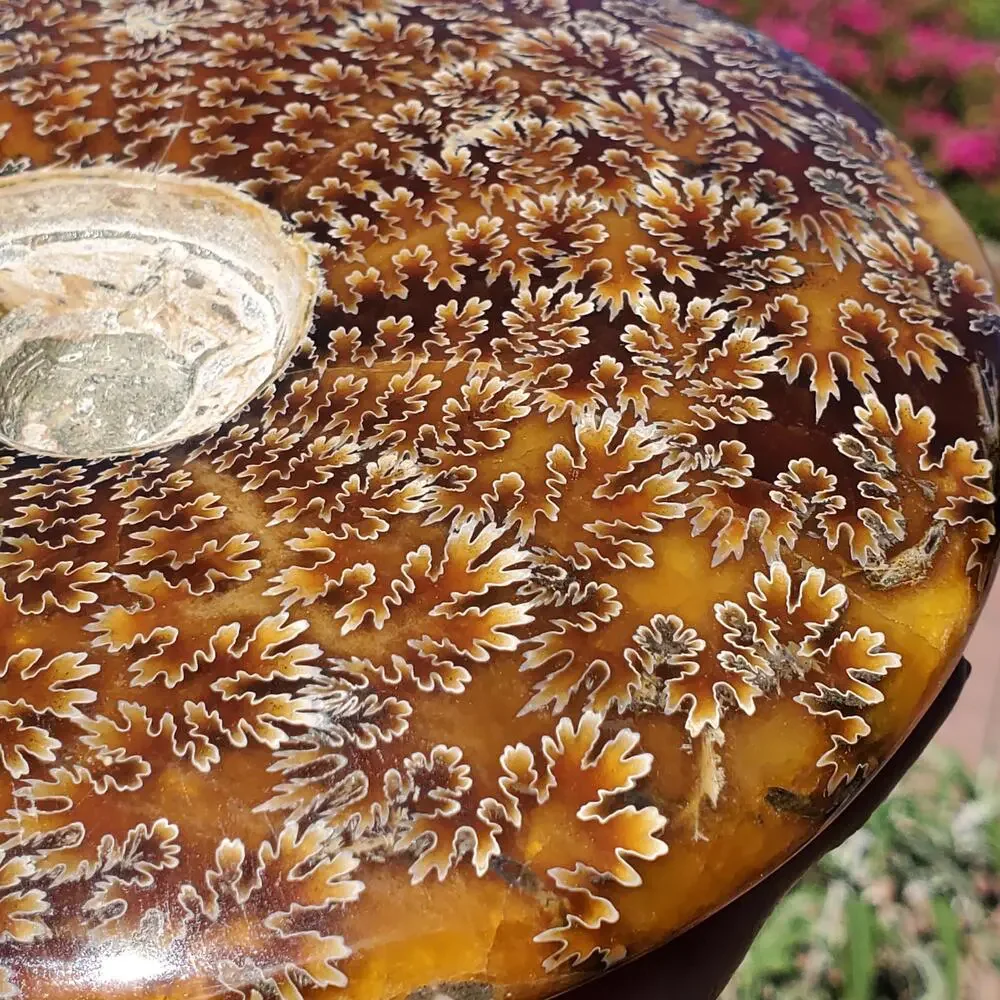 Large Cleoniceras Ammonite Masterfully Polished Fossil 1070 grams